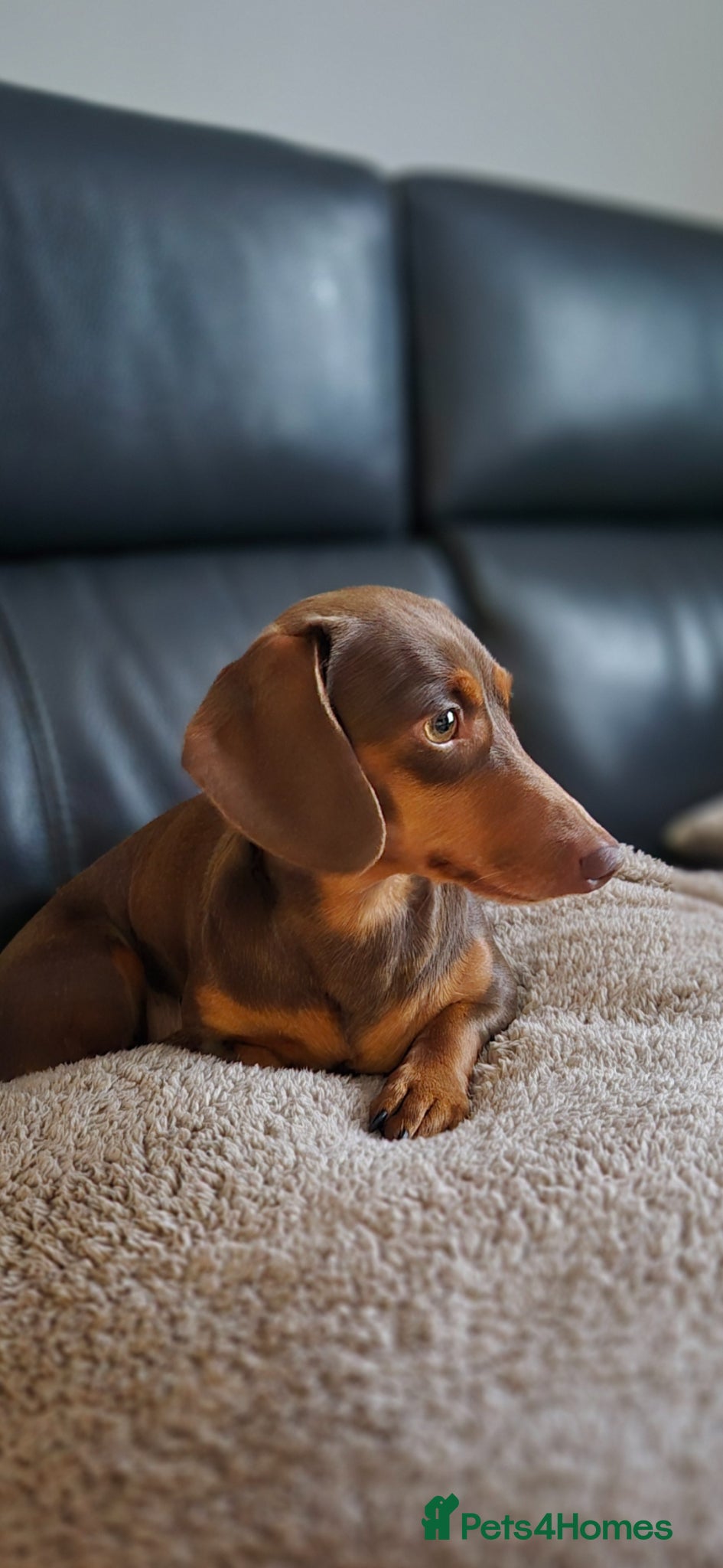 Miniature Dachshund dogs Kc miniature dachshunds  - Advert 16