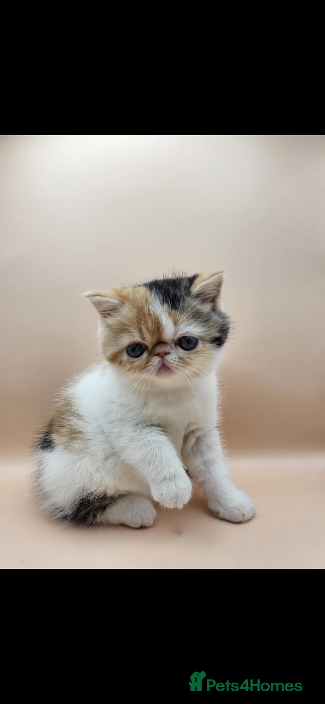 Exotic cats for sale: Exotic kittens  - Advert 23