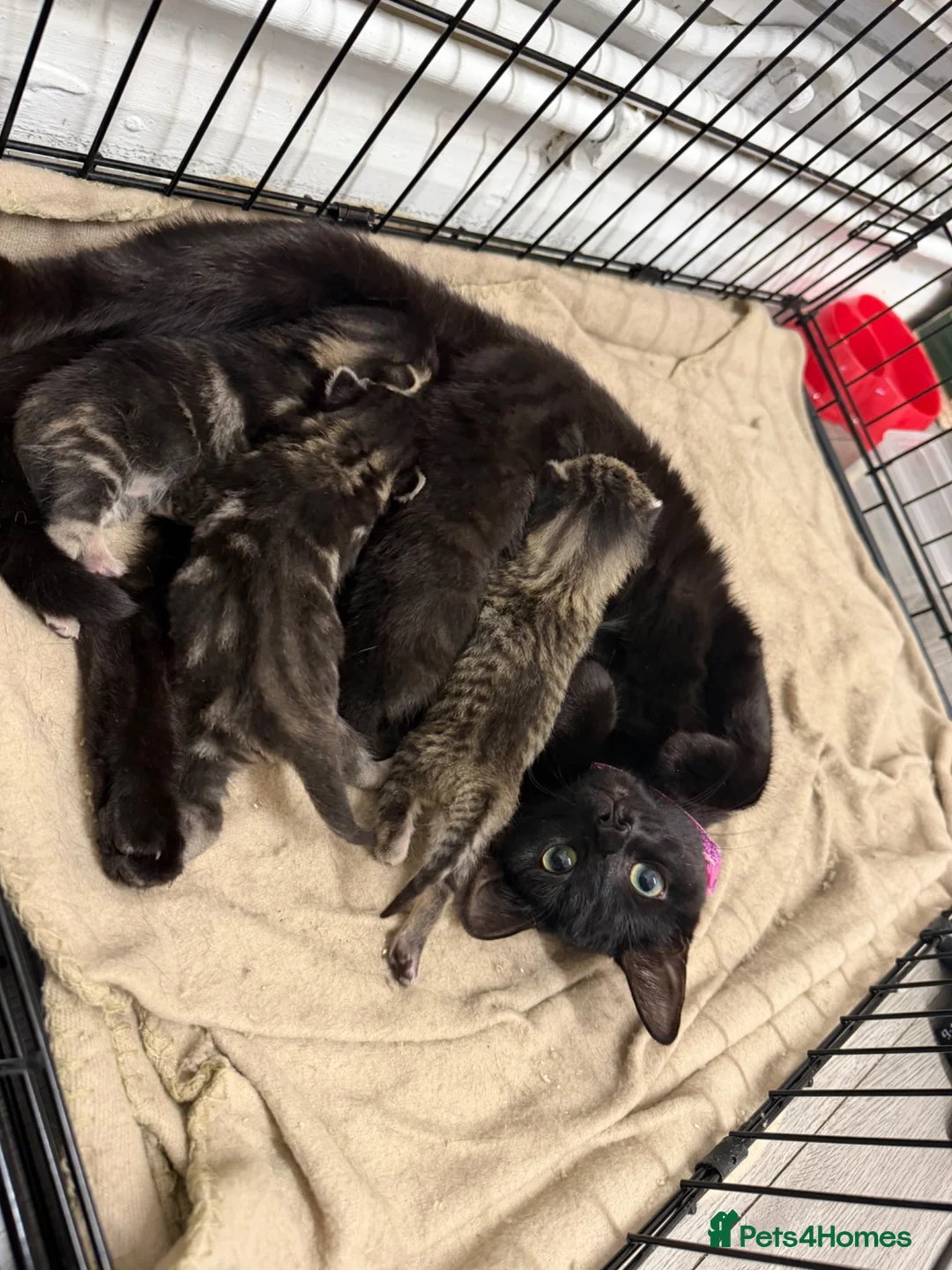 Mixed Breed cats for sale: 4 beautiful kittens for sale  - Advert 2