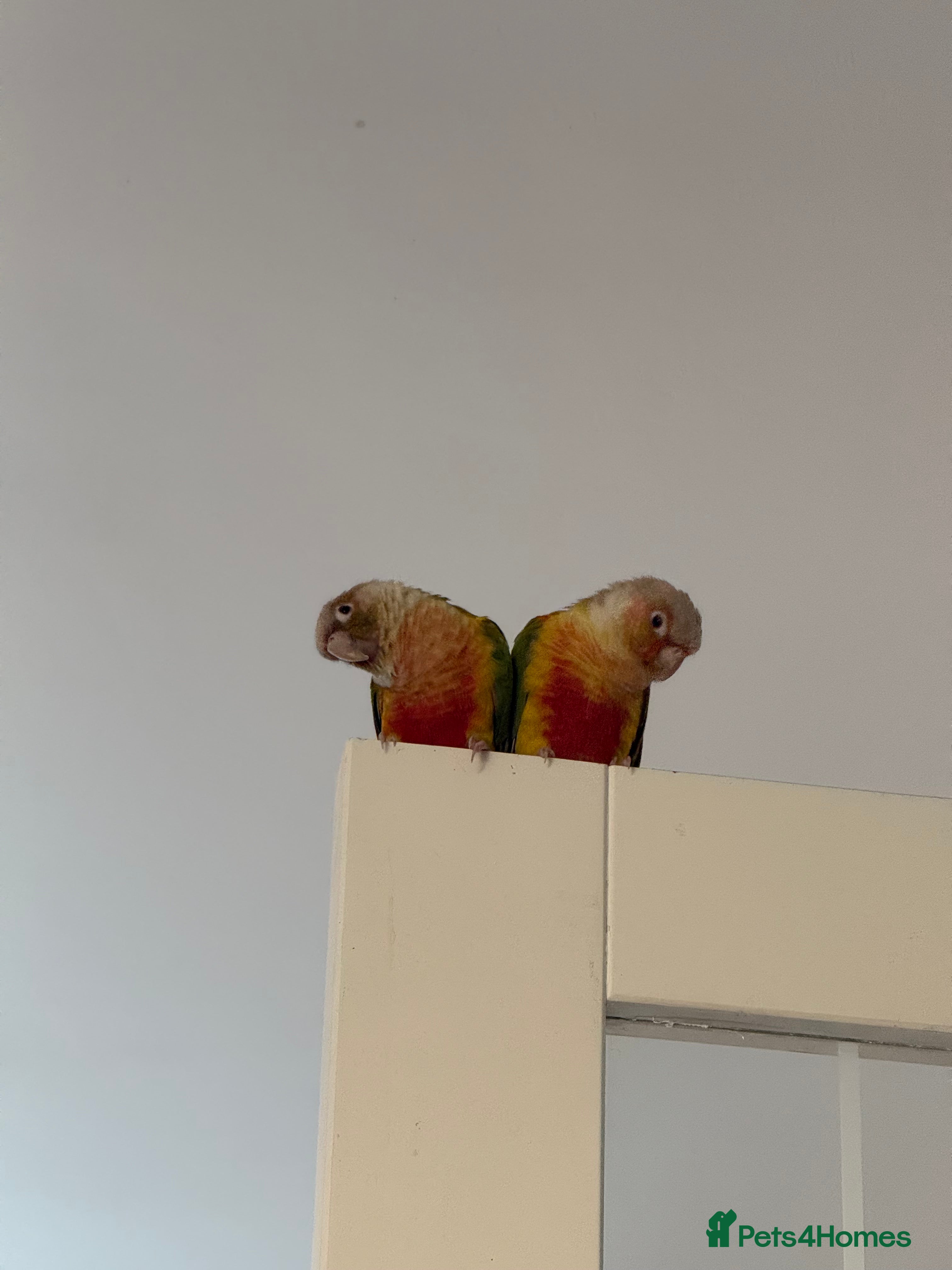 Conures birds Pair pineapple count - Advert 9