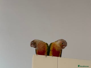 Conures birds Pair pineapple count - Advert 9