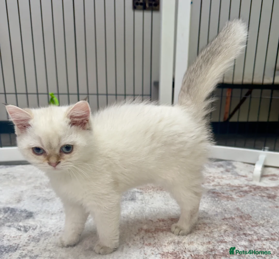 British Shorthair cats for sale: ✨🐾 Golden White BSH 🐾✨ - Advert 13
