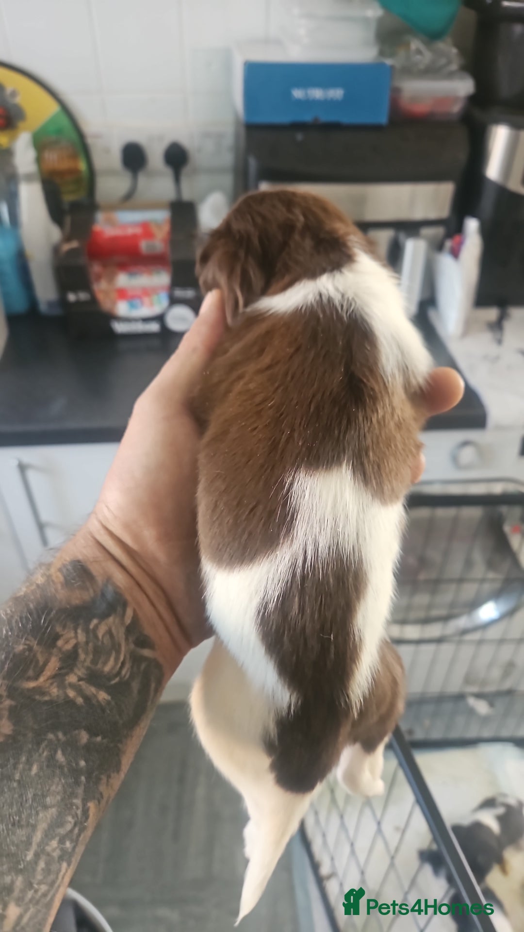 English Springer Spaniel dogs for sale: Springer spaniel puppy's  - Image 10