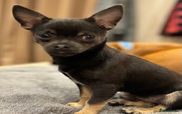 Chihuahua dogs for sale: Pure Breed Pedigree Certificated Chihuahua Puppies - Image 13