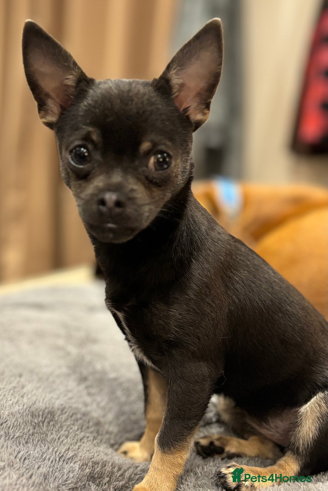 Chihuahua dogs for sale: Pure Breed Pedigree Certificated Chihuahua Puppies - Image 13