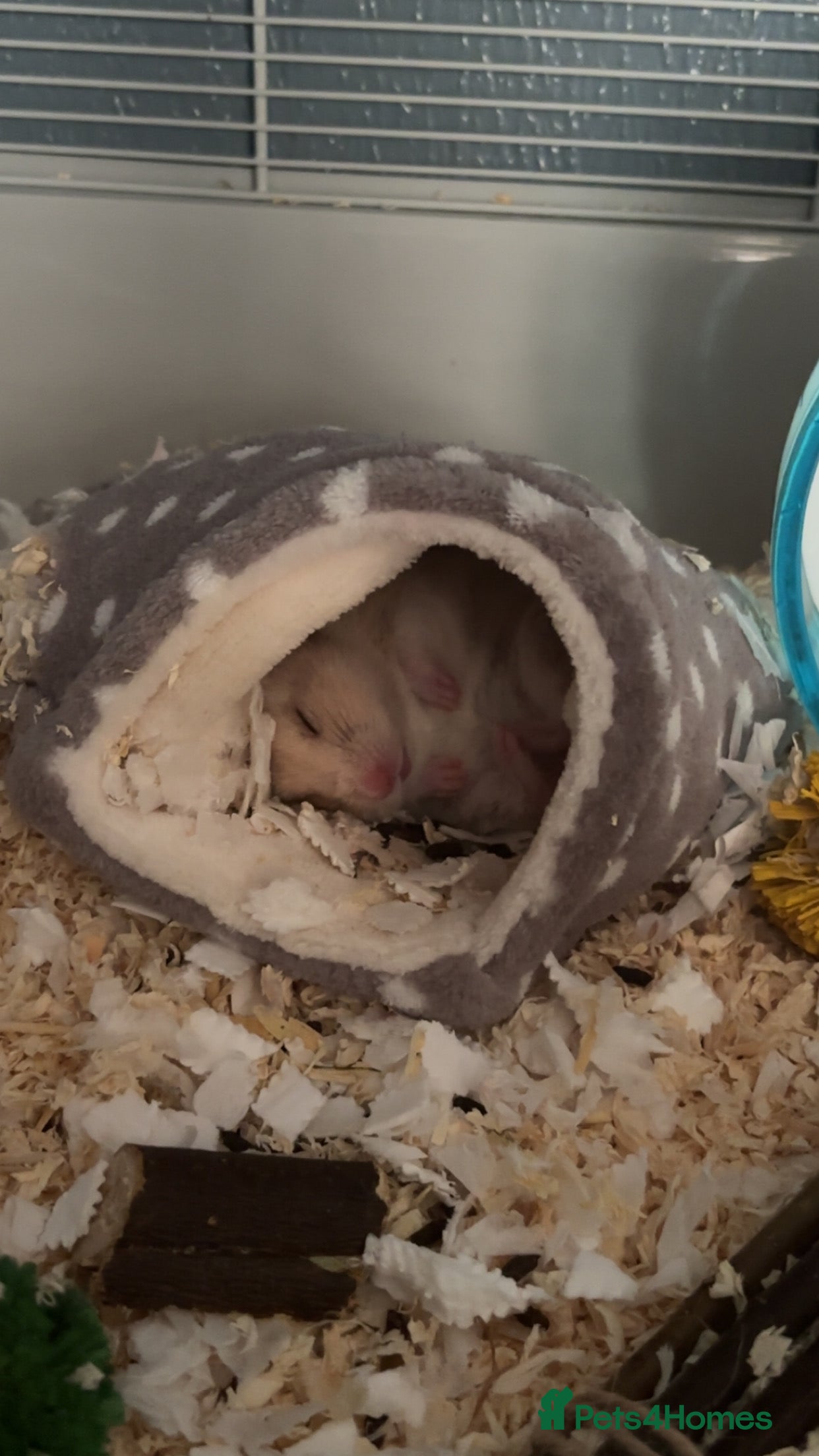 Hamster rodents Hamster and cage/ essentials for sale  - Advert 4