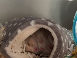 Hamster rodents Hamster and cage/ essentials for sale - Advert 17