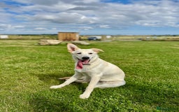 Mixed Breed dogs for sale: 7m lab x malamute - Image 2