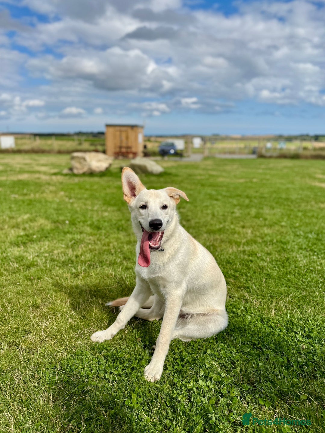 Mixed Breed dogs for sale: 7m lab x malamute - Image 2