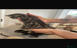Bengal cats for sale: Snow bengal and charcoal bengal X - Image 8