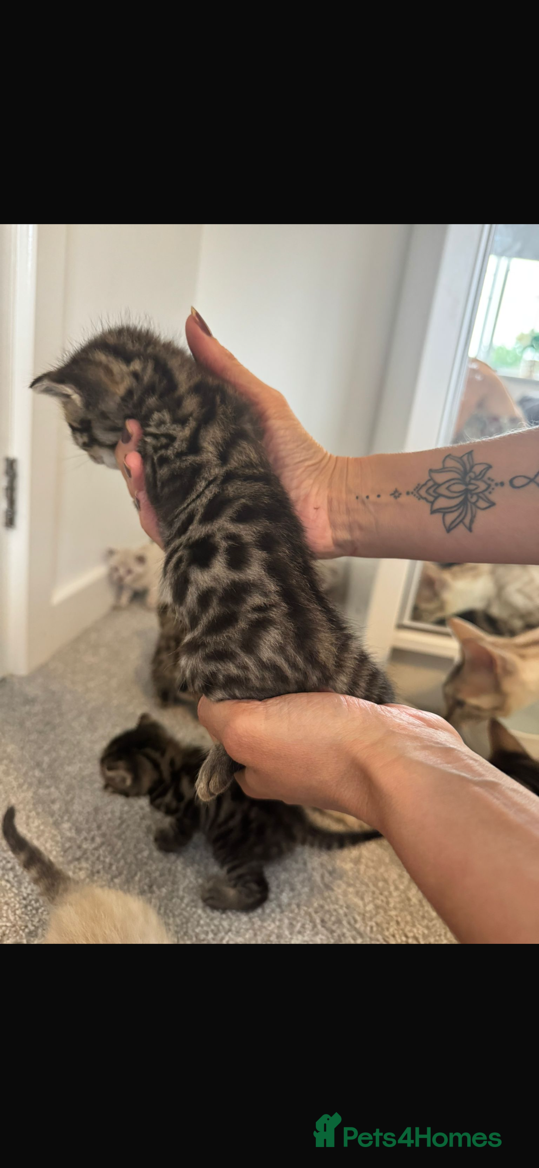Bengal cats for sale: Snow bengal and charcoal bengal X - Image 8