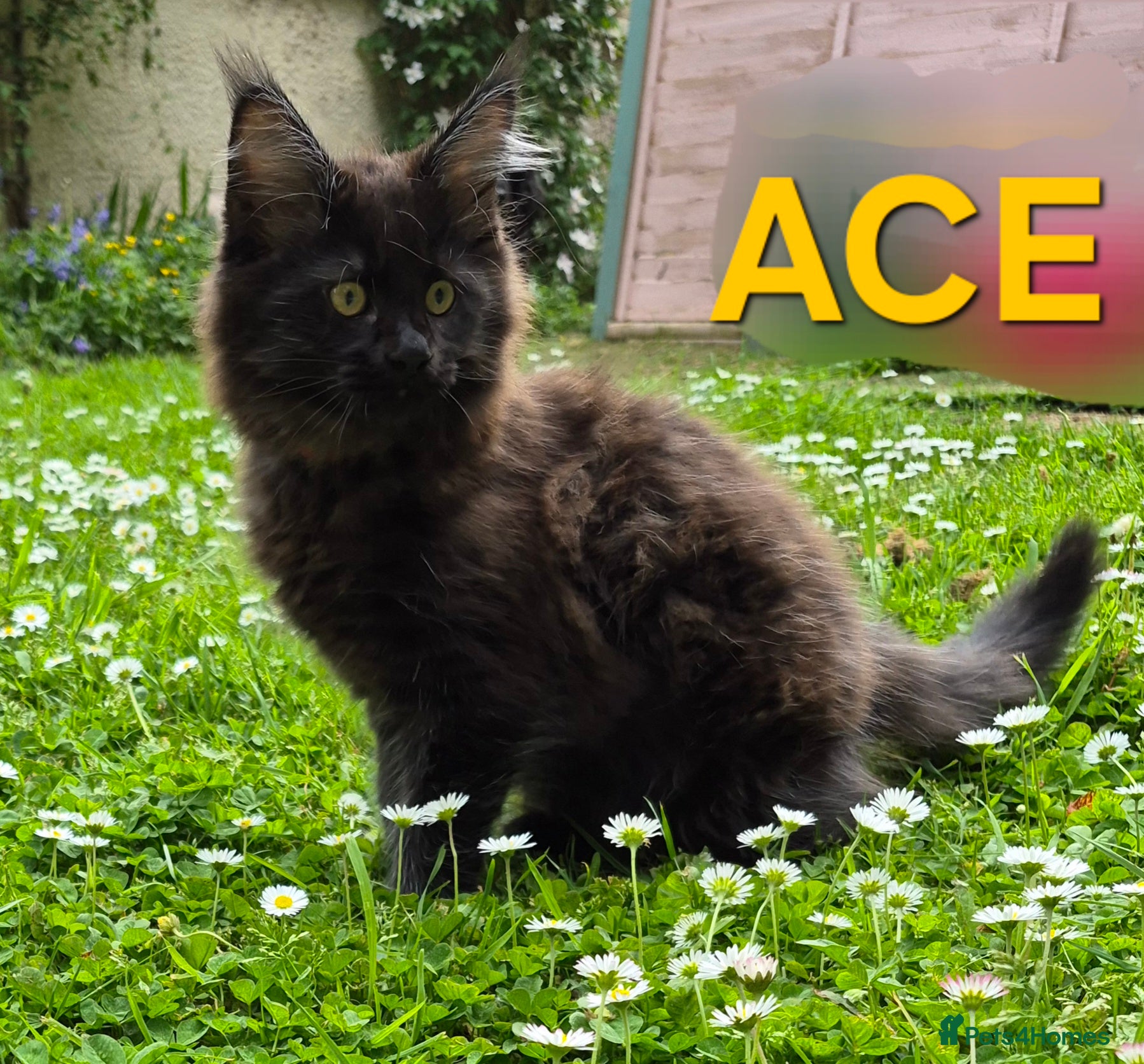 Maine Coon cats XL maine coon kittens GCCF  - Advert 17