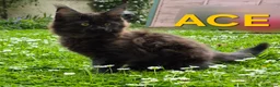 Maine Coon cats for sale: XL maine coon kittens GCCF  - Advert 7