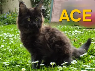 Maine Coon cats XL maine coon kittens GCCF - Advert 17