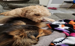 Mixed Breed dogs for sale: Coco  - Image 10