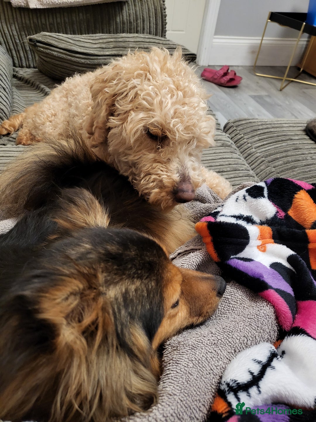 Mixed Breed dogs for sale: Coco  - Image 10
