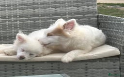 Pomsky dogs for sale: Pomsky puppies - Image 2