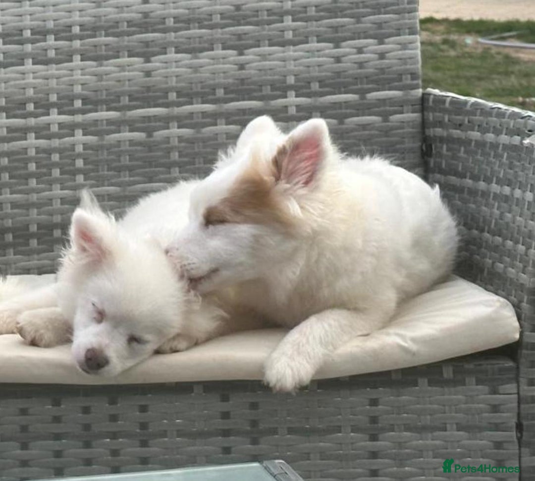 Pomsky dogs for sale: Pomsky puppies - Image 2