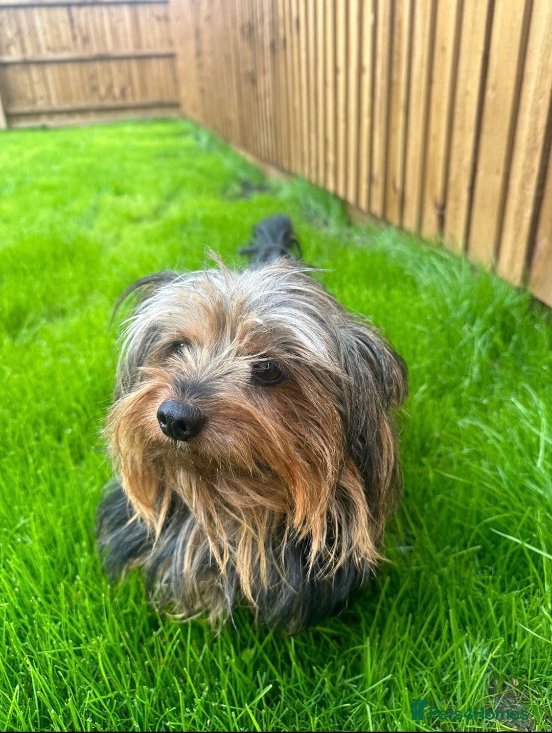 Yorkshire Terrier dogs for adoption: 💙🐶 BAILEY 🐶💙 - Image 9