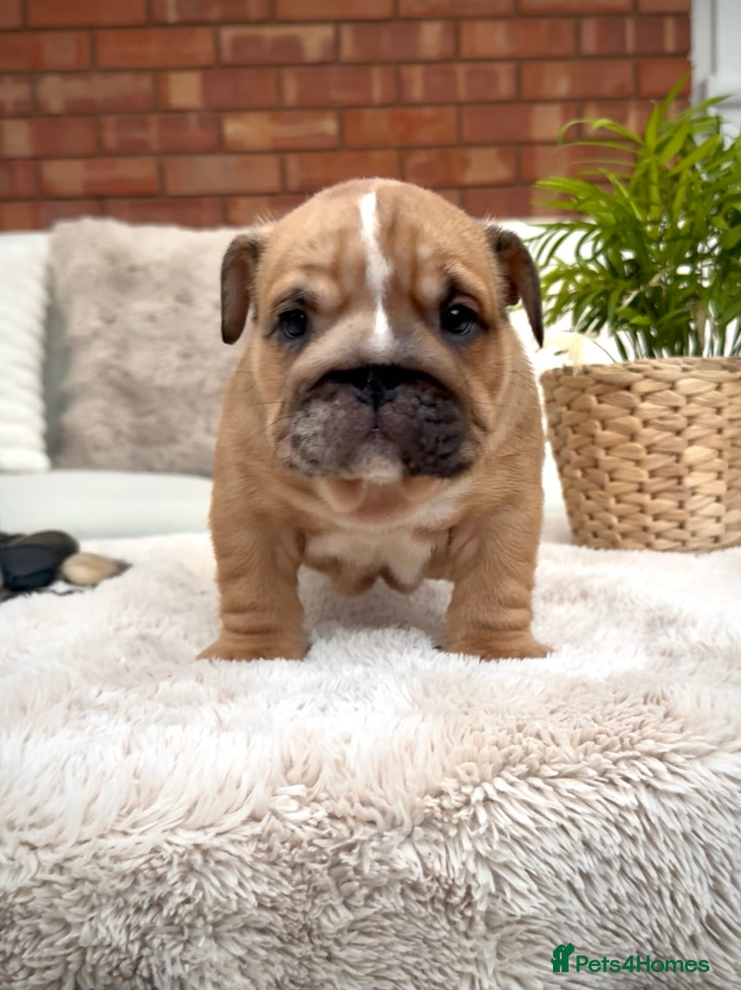 English Bulldog dogs for sale: Stunning litter of coloured Bulldogs home reared - Advert 25