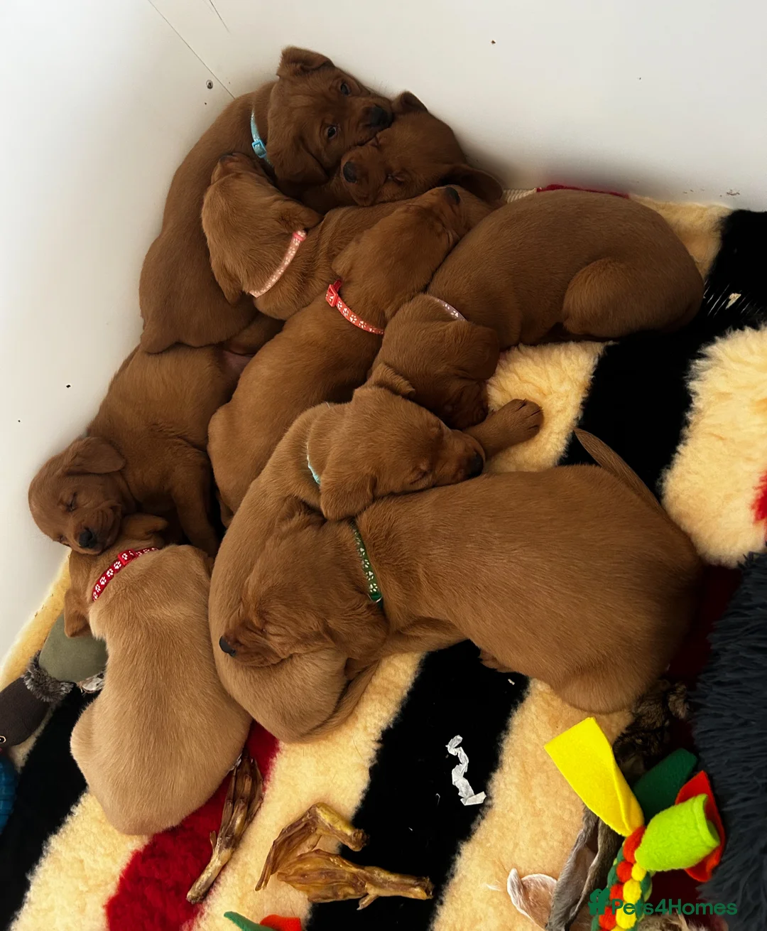 Labrador Retriever dogs for stud: AGLABS ICON - HEALTH TESTED DARKEST FOX RED in Grantham - Advert 31