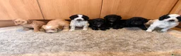 Cockapoo dogs for sale: 🏡Ready to leave cockerpoos 🐶🏡 in Marlborough - Advert 4