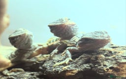 Bearded Dragon reptiles for sale: Baby bearded dragons  - Image 6