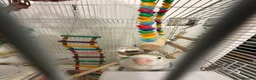 Lovebirds birds for sale: 2 lovebirds plus cage - Advert 4