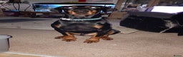 Dobermann dogs for sale: 3yr old Male Kiaser - Advert 5