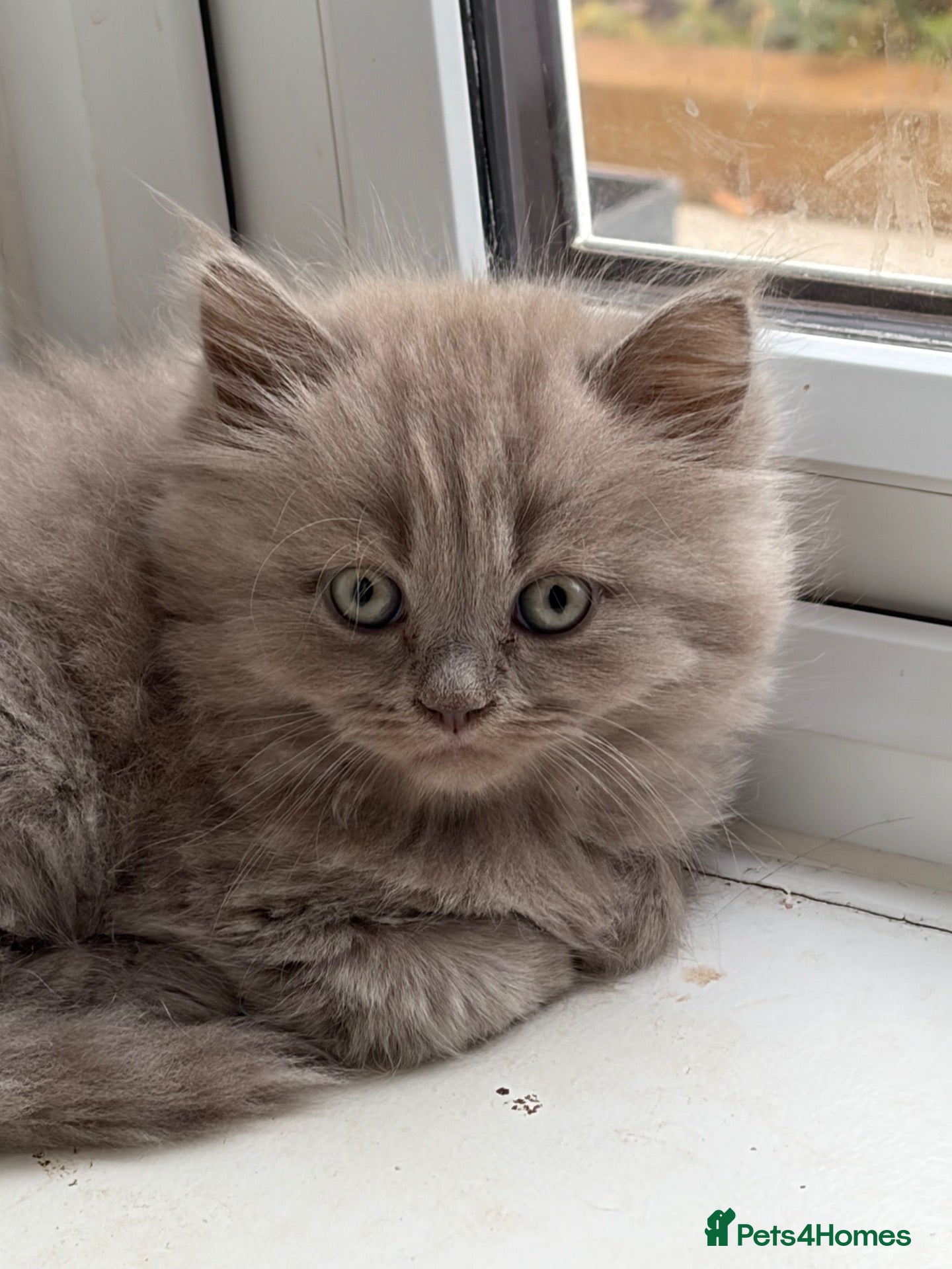 British Shorthair cats Outstanding last remaining boy  - Advert 1