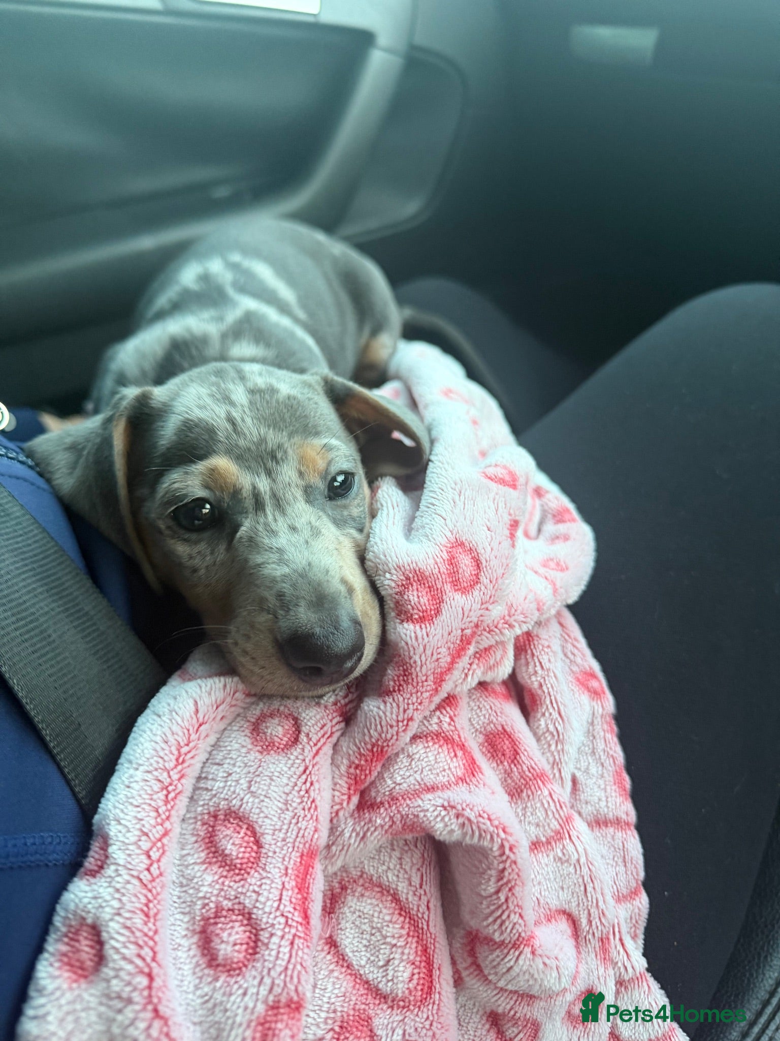 Dachshund dogs blue dapple - Advert 1