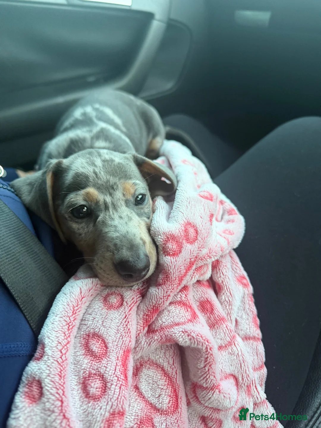 Dachshund dogs for sale: blue dapple - Advert 1