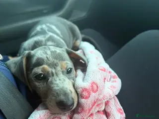 Dachshund dogs blue dapple - Advert 2