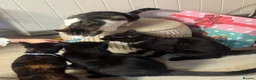 Domestic Shorthair cats for sale: Beautiful Tortoiseshell Domestic Shorthair Cat - Advert 3