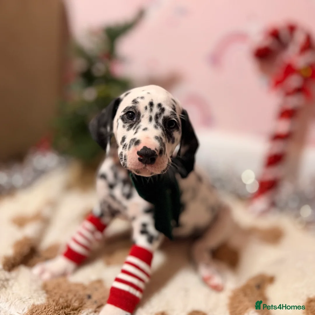 Dalmatian dogs for sale: 🐾Our Last Boy looking for forever home 🐶 💙 - Advert 36