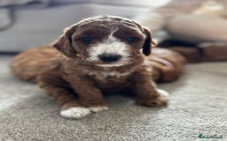 Cockapoo dogs for sale: Beautiful Cockapoo F2 puppies  - Image 14