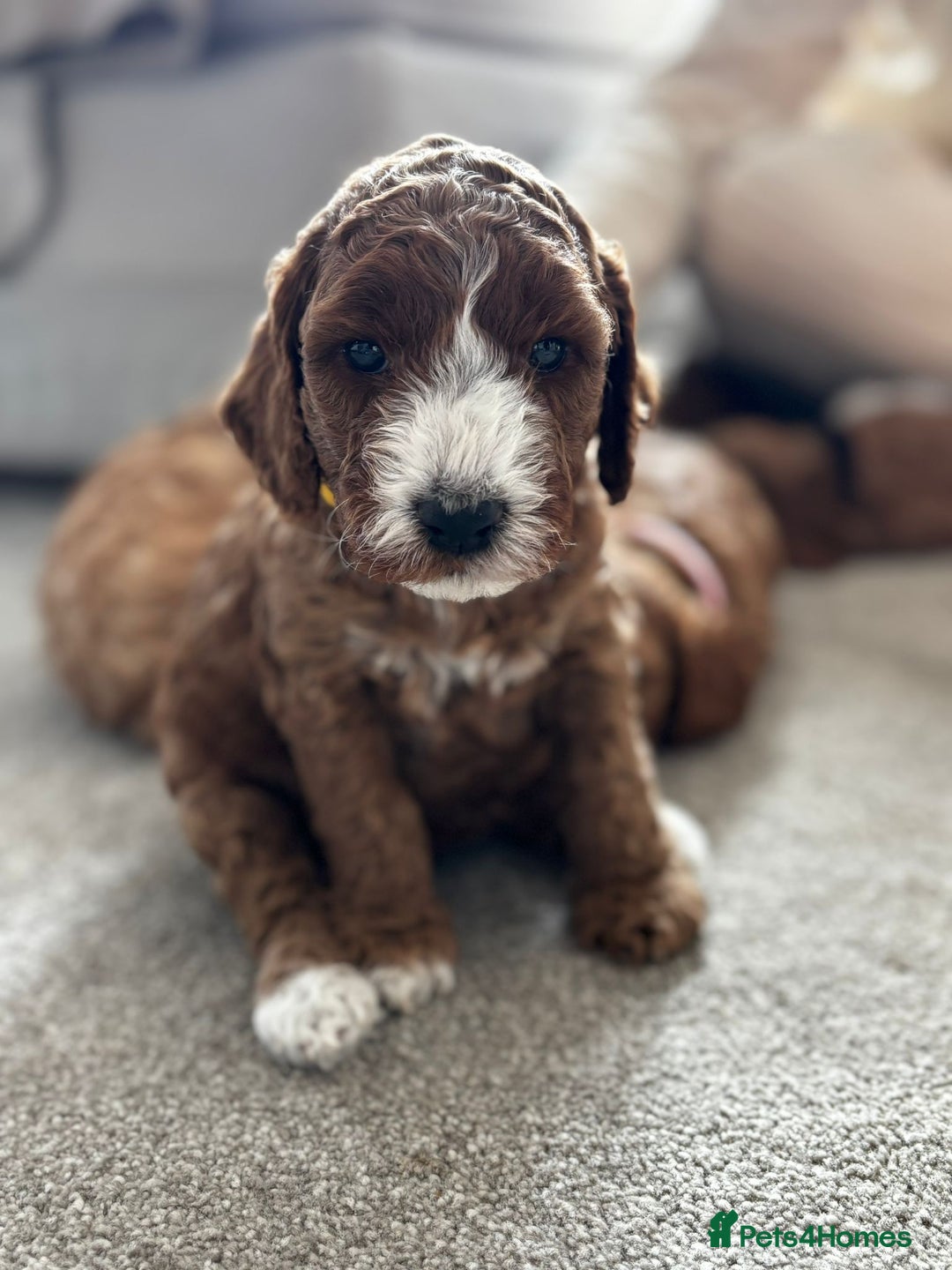 Cockapoo dogs for sale: Beautiful Cockapoo F2 puppies  - Image 14
