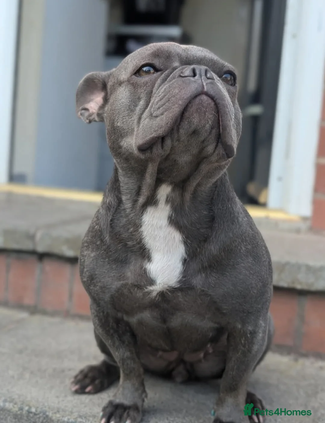 Mixed Breed dogs for sale: Froodle puppies  - Advert 2