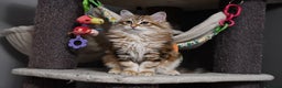 Siberian cats for sale: Siberian From Tunguska House Cattery - Advert 15