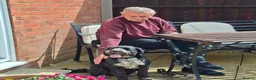 Cockapoo dogs for adoption: Buddy - Fakenham Norfolk  in Fakenham - Advert 14