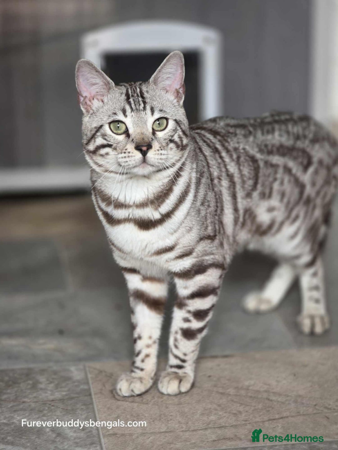 Bengal cats for sale: Sterling Silver Sepia Male Bengal  - Advert 2