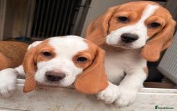 Beagle dogs for sale: 2 stunning Beagle Puppies, ready now in Sidcup - Image 9