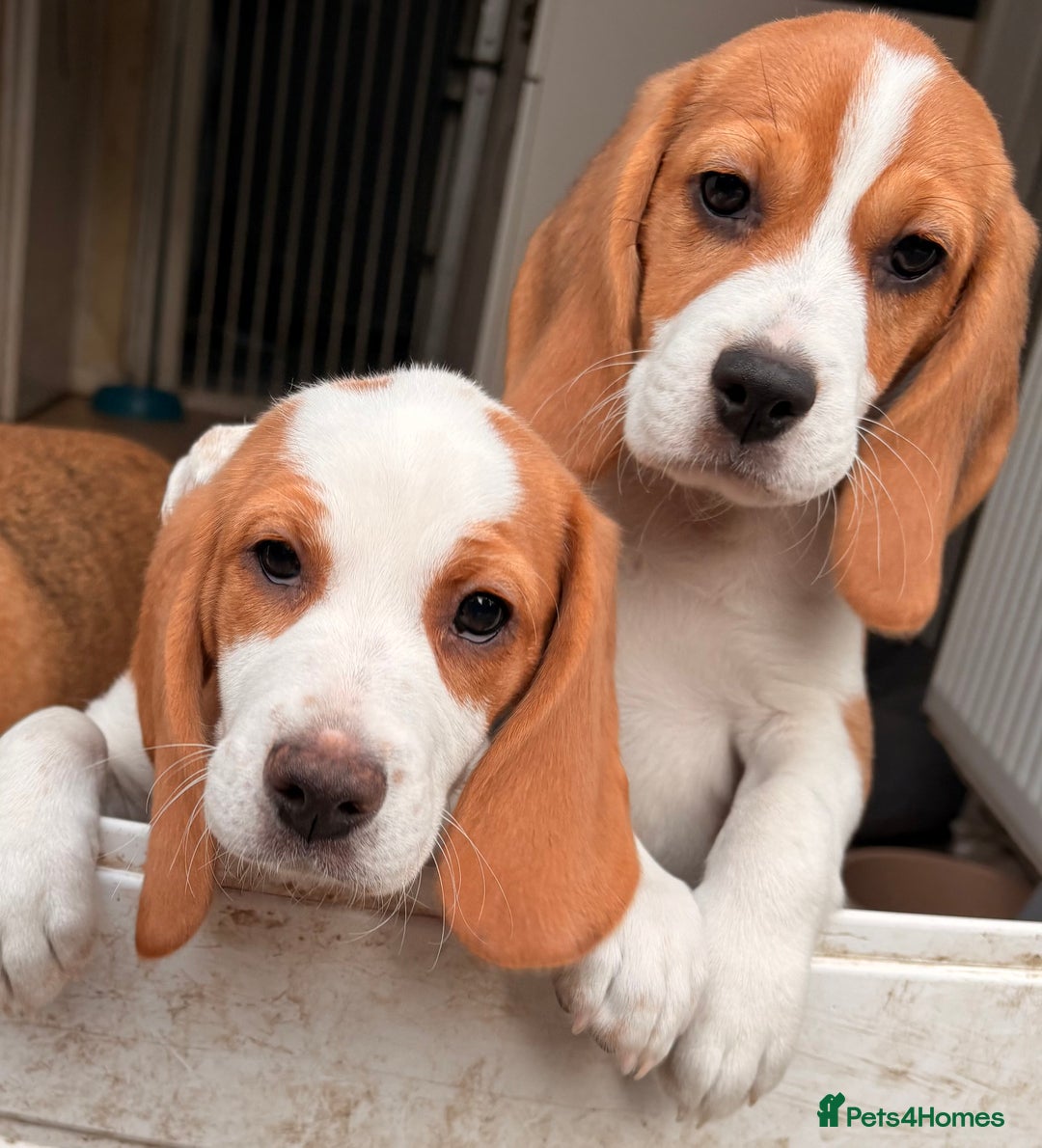 Beagle dogs for sale: 2 stunning Beagle Puppies, ready now in Sidcup - Image 9