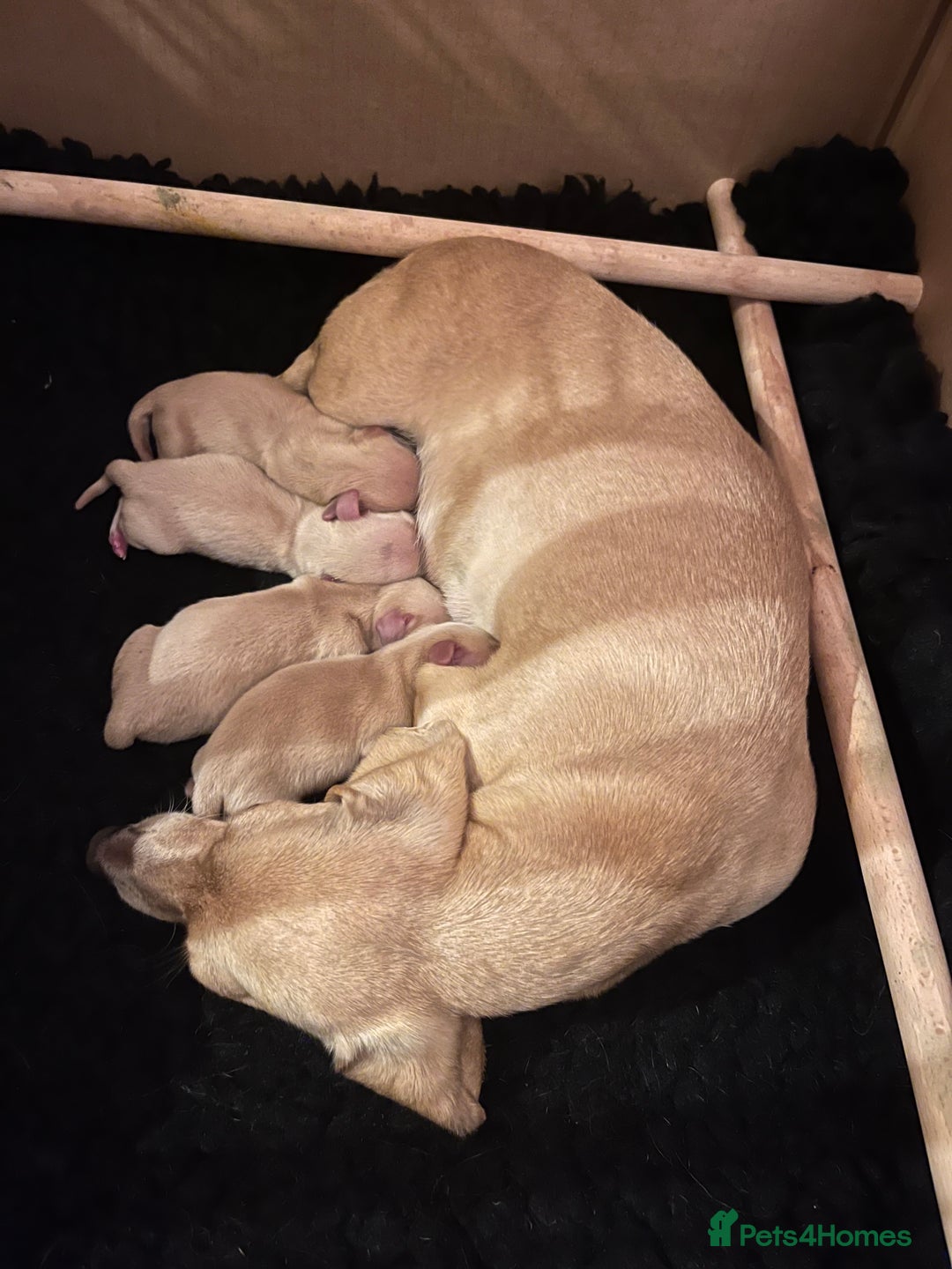 Miniature Dachshund dogs for sale: ⭐️⭐⭐️⭐️⭐️Last Two Rare Clear Smooth Cream Boys - Advert 5