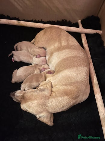 Miniature Dachshund dogs - Advert 2