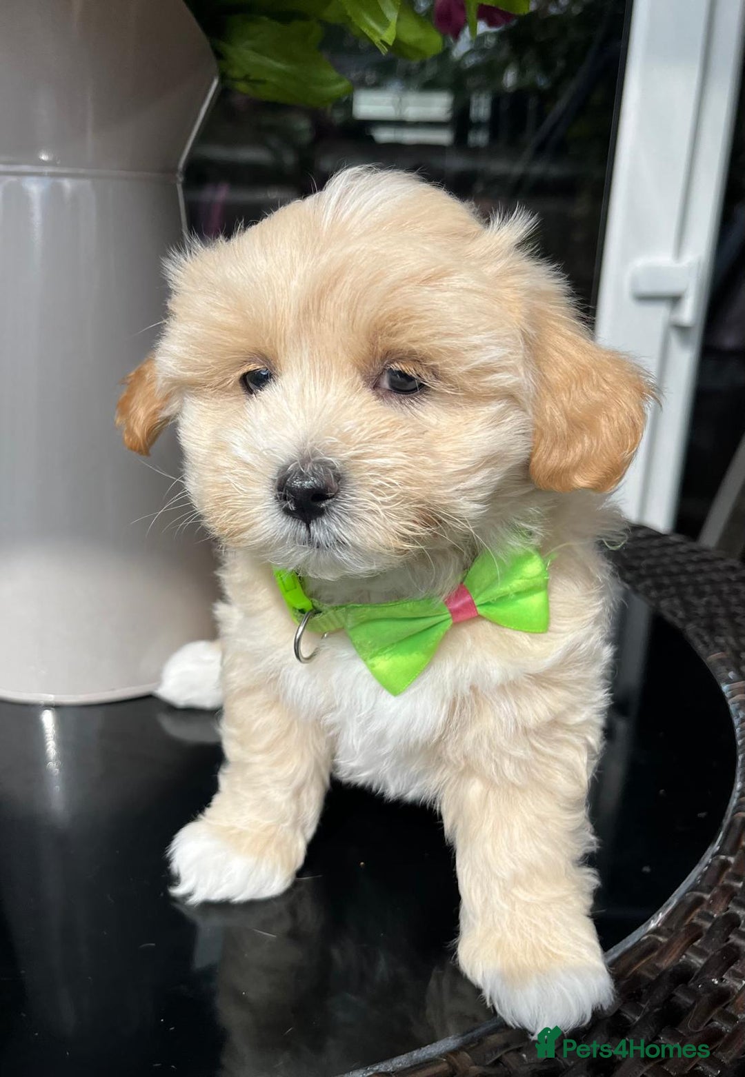 Maltipoo dogs for sale: Adorable Maltipoo  - Image 19