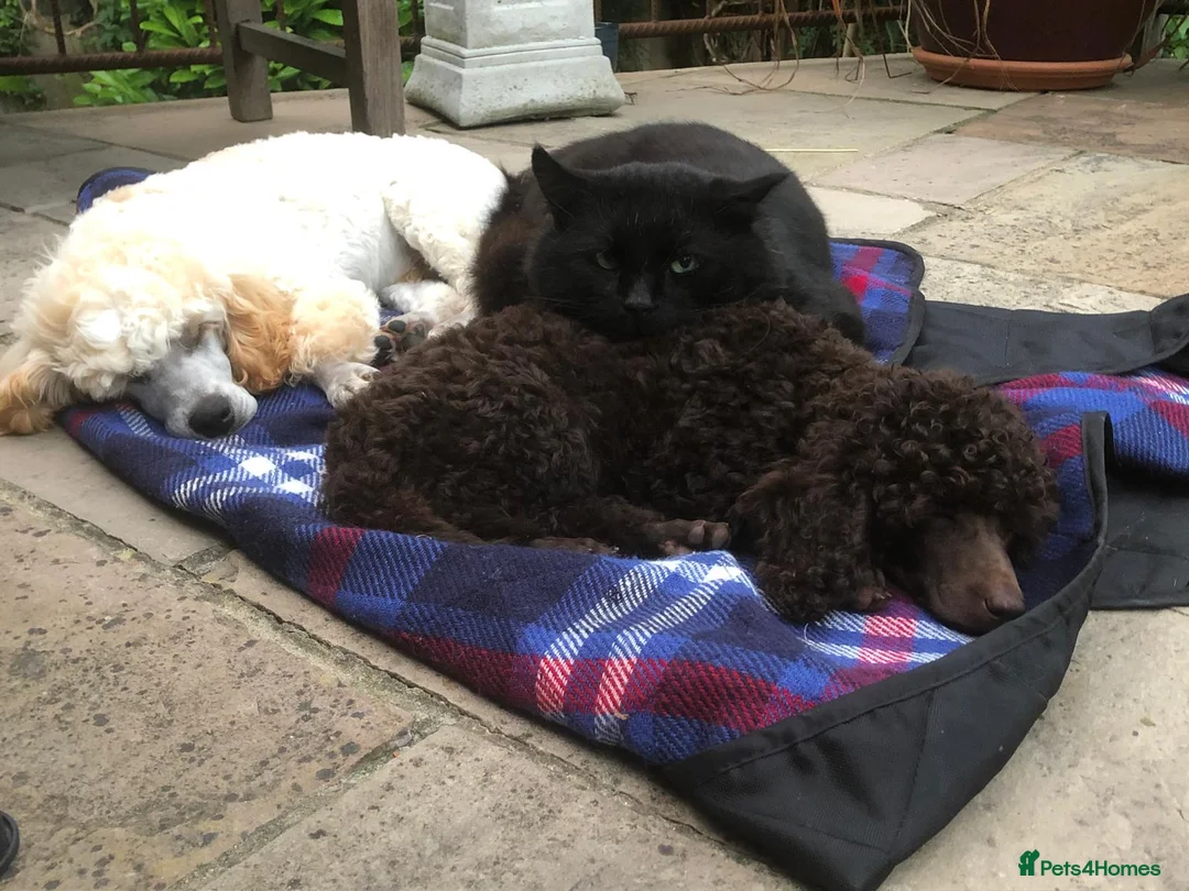 Miniature Poodle dogs for sale: Male miniature poodle 9wks old - Advert 2