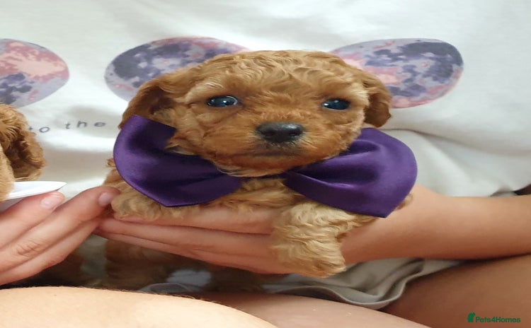 Mixed Breed dogs - Advert 1