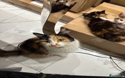 British Longhair cats for sale: Long hair fluffy kittens ginger male available  - Image 10