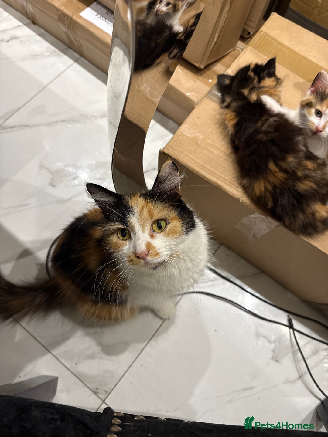 British Longhair cats for sale: Long hair fluffy kittens ginger male available  - Image 10